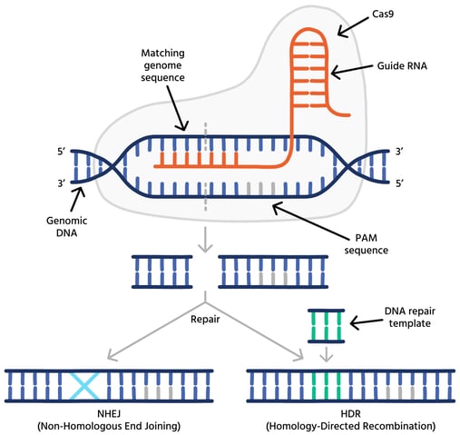 CRISPR-Cas9_mechanism