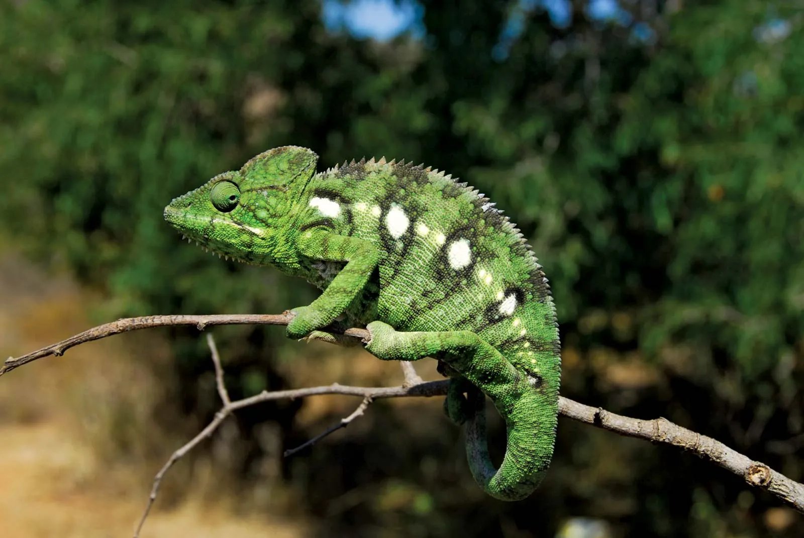 Chameleon-branch-Madagascar