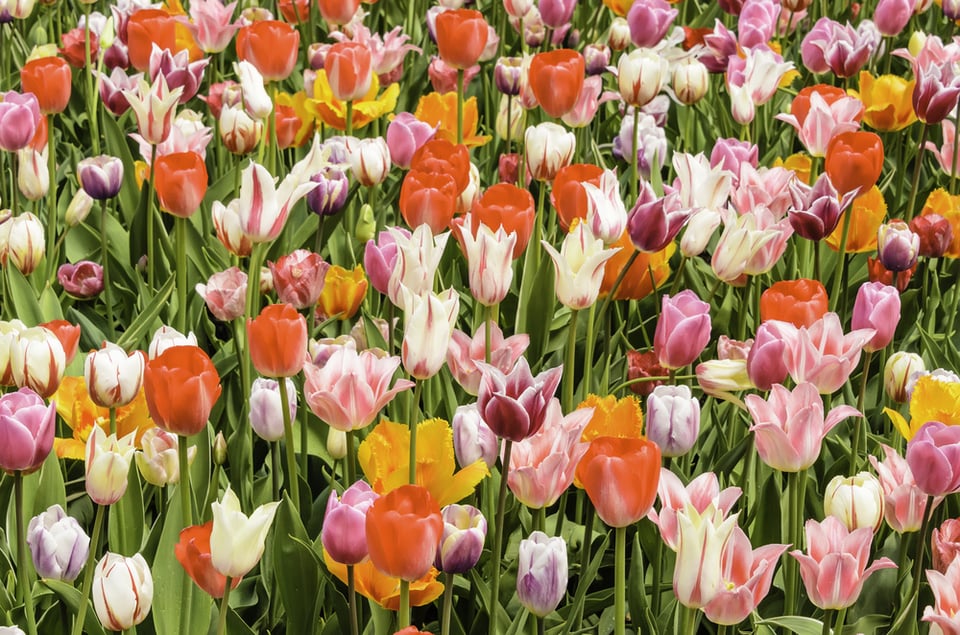 Floral celebration of spring Profusion of tulips, with raindrops, in full bloom, early May (foreground focus), for decoration and backgrounds with motifs of variety, exuberance, compatibility