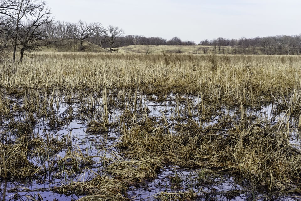 Prairie marsh in springtime, Moraine Hills State Park (formed by glaciers) in Lake County, Illinois, USA